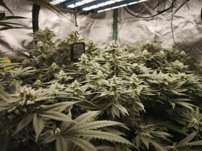 Gorilla, Punch Pie, Radical Juice. Week 15 - bday 36
26.01.2026