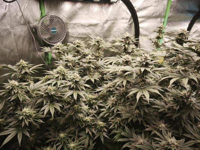 Gorilla, Punch Pie, Radical Juice. Week 15 - bday 36
26.01.2026