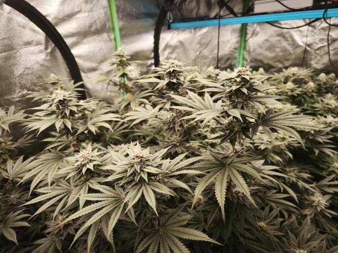 Gorilla, Punch Pie, Radical Juice. Week 15 - bday 36
26.01.2026