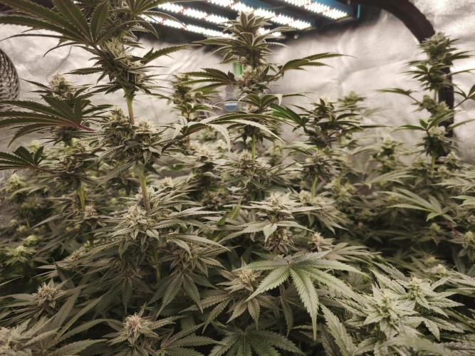 Gorilla, Punch Pie, Radical Juice. Week 15 - bday 37
27.01.2026