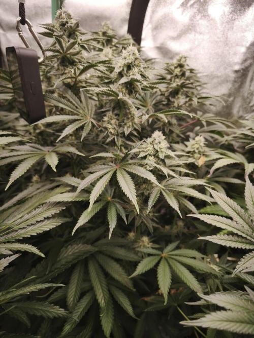 Gorilla, Punch Pie, Radical Juice. Week 15 - bday 37
27.01.2026