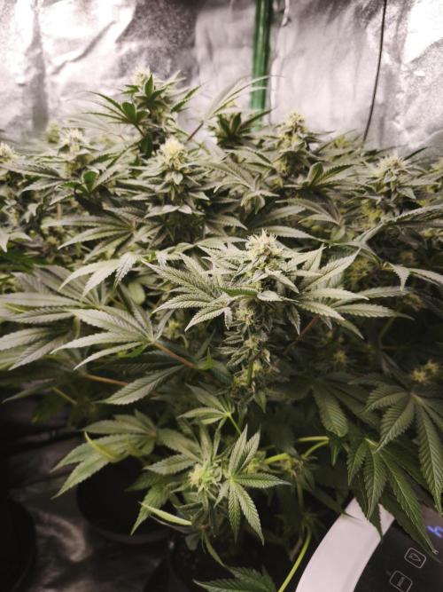 Gorilla, Punch Pie, Radical Juice. Week 15 - bday 37
27.01.2026