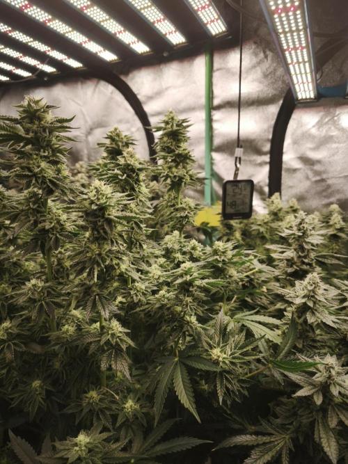 Gorilla, Punch Pie, Radical Juice. Week 16 - bloom day 42
01.02.2026