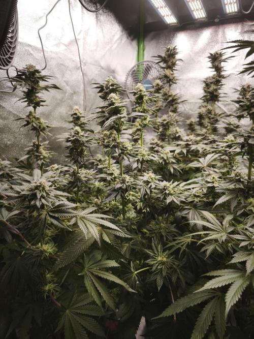 Gorilla, Punch Pie, Radical Juice. Week 16 - bloom day 42
01.02.2026