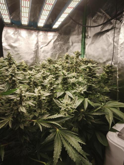 Gorilla, Punch Pie, Radical Juice. Week 16 - bloom day 42
01.02.2026