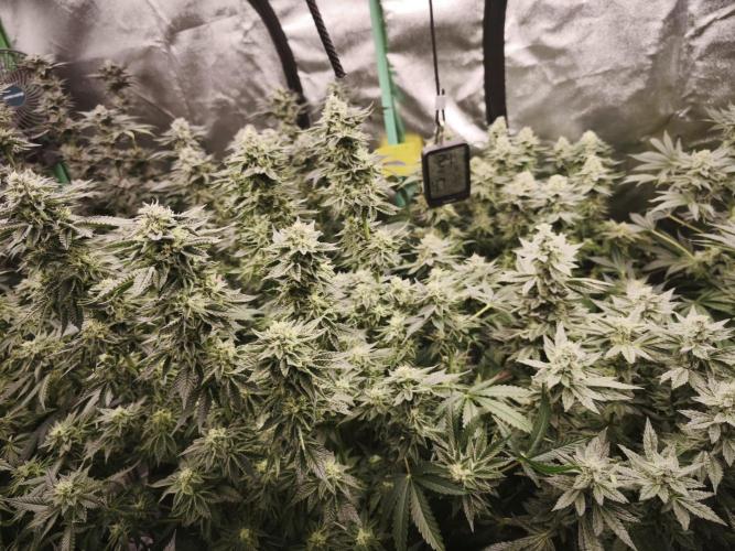 Gorilla, Punch Pie, Radical Juice. Week 16 - bloom day 42
01.02.2026