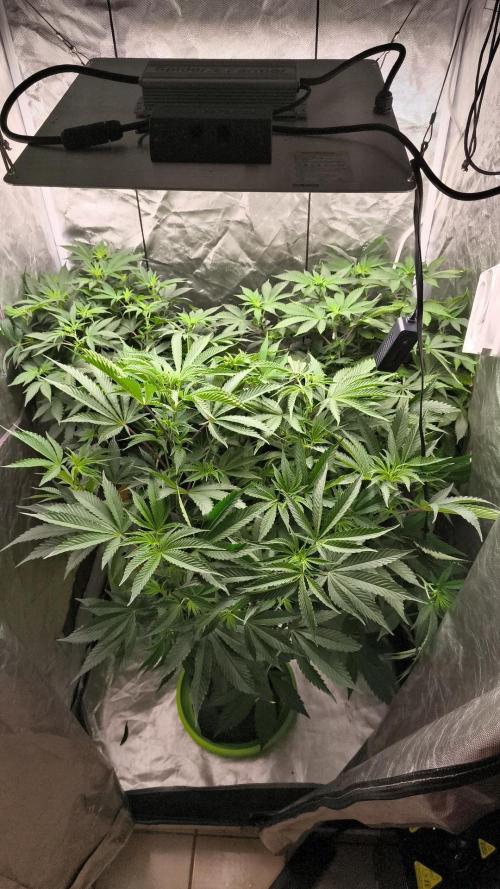 Cherrytini. Week 2 - bday 8
01.02.2026