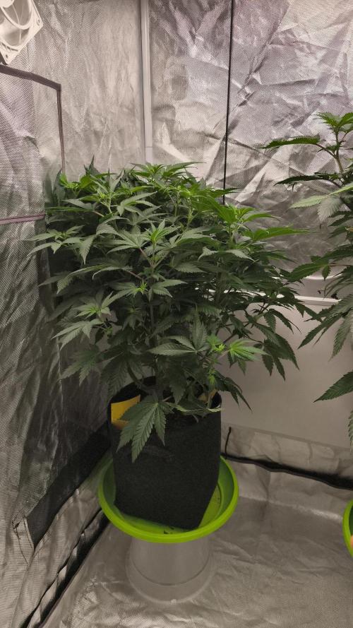 Cherrytini. Week 2 - bday 8
01.02.2026