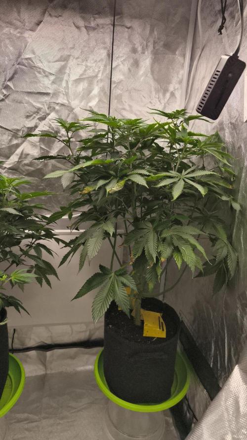 Cherrytini. Week 2 - bday 8
01.02.2026