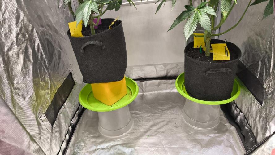 Cherrytini. Week 2 - bday 8
01.02.2026