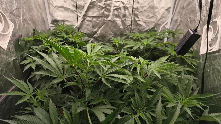 Cherrytini. Week 2 - bday 8
01.02.2026