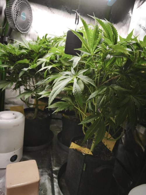 RQS Wedding Cake. Week 2 - bday 8
01.02.2026