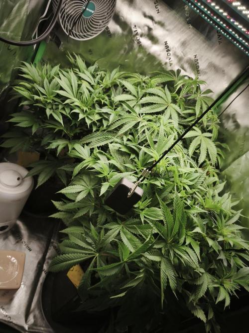 RQS Wedding Cake. Week 2 - bday 8
01.02.2026