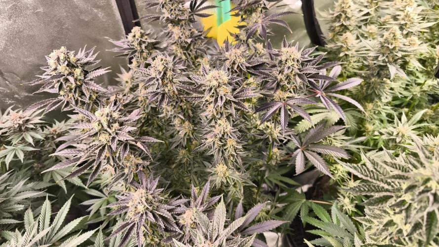 Gorilla, Punch Pie, Radical Juice. Week 16 - bloom day 45
04.02.2026