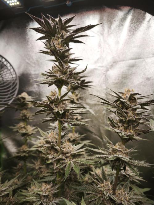 Gorilla, Punch Pie, Radical Juice. Week 16 - bloom day 45
04.02.2026