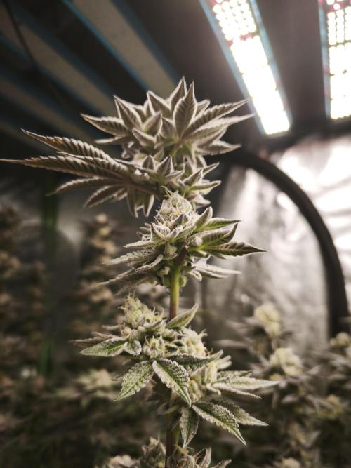 Gorilla, Punch Pie, Radical Juice. Week 16 - bloom day 45
04.02.2026