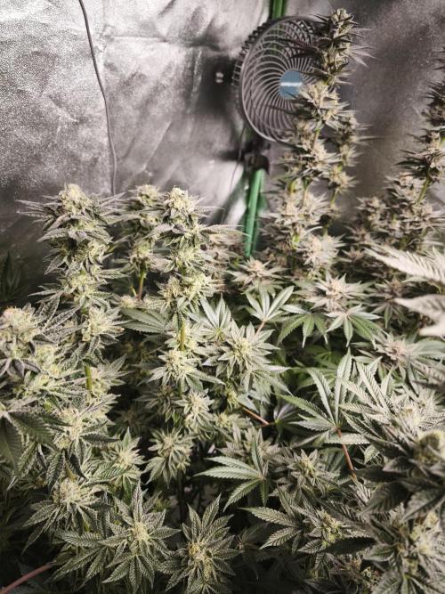 Gorilla, Punch Pie, Radical Juice. Week 16 - bloom day 45
04.02.2026