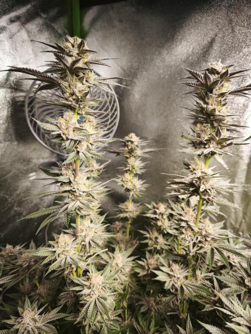 Gorilla, Punch Pie, Radical Juice. Week 16 - bloom day 45
04.02.2026