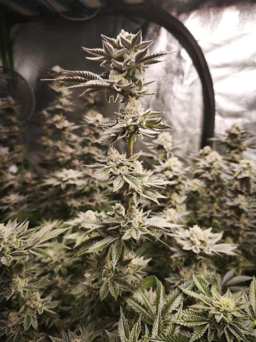 Gorilla, Punch Pie, Radical Juice. Week 16 - bloom day 45
04.02.2026