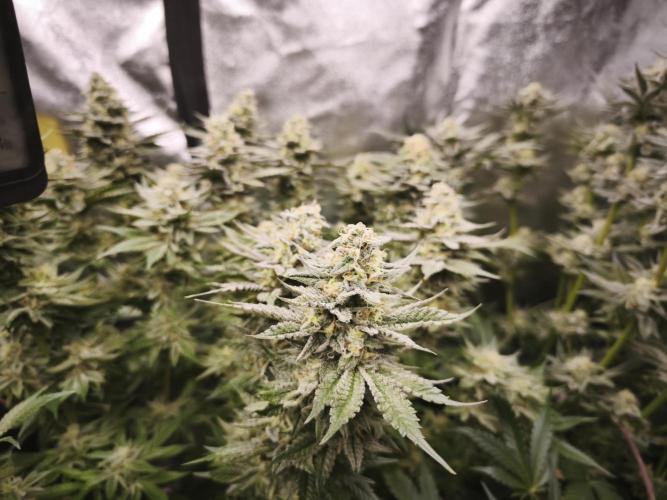 Gorilla, Punch Pie, Radical Juice. Week 16 - bloom day 45
04.02.2026