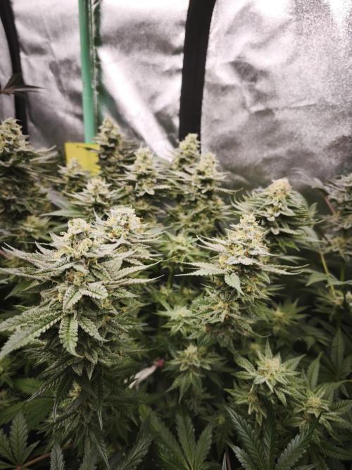 Gorilla, Punch Pie, Radical Juice. Week 16 - bloom day 45
04.02.2026