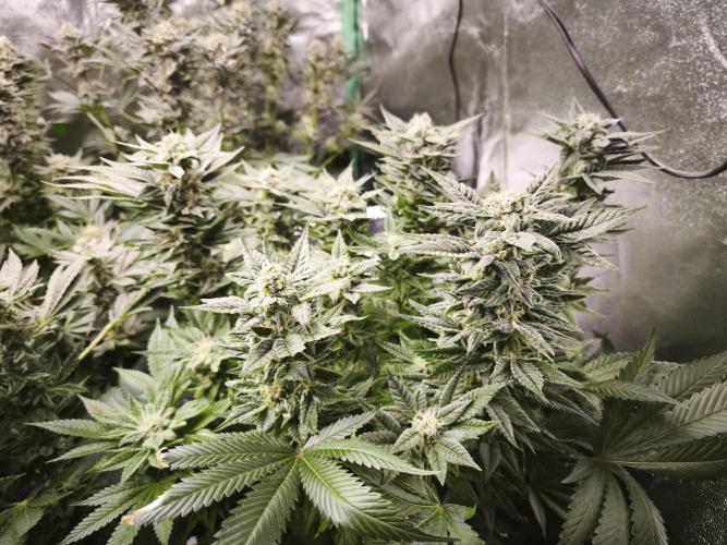 Gorilla, Punch Pie, Radical Juice. Week 16 - bloom day 45
04.02.2026