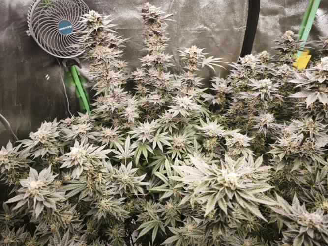 Gorilla, Punch Pie, Radical Juice. Week 16 - bloom day 45
04.02.2026