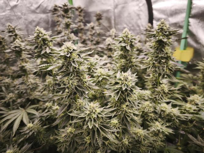 Gorilla, Punch Pie, Radical Juice. Week 16 - bloom day 45
04.02.2026