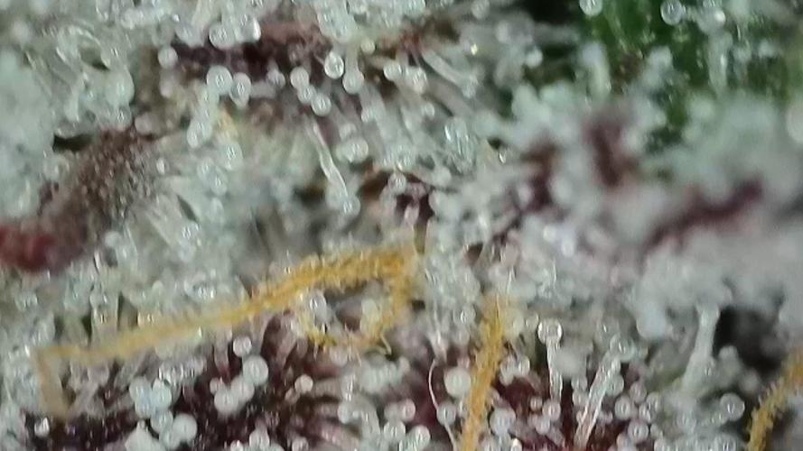 Gorilla, Punch Pie, Radical Juice. Week 16 - 08.02.2026
trichomes radical 5 
bloom day 49