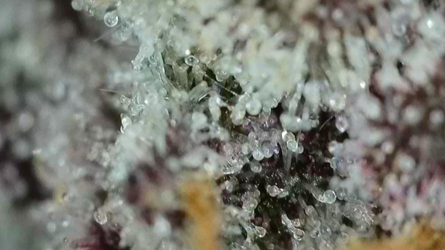 Gorilla, Punch Pie, Radical Juice. Week 16 - 08.02.2026
trichomes radical 5 
bloom day 49