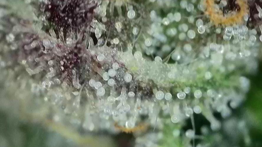 Gorilla, Punch Pie, Radical Juice. Week 16 - 08.02.2026
trichomes radical 3 
bloom day 49