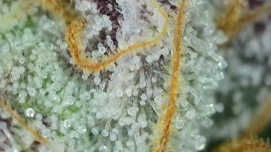 Gorilla, Punch Pie, Radical Juice. Week 16 - 08.02.2026
trichomes radical 1
bloom day 49