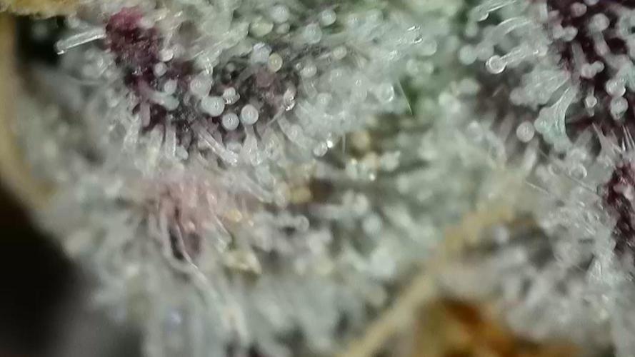 Gorilla, Punch Pie, Radical Juice. Week 16 - 08.02.2026
trichomes radical 1
bloom day 49