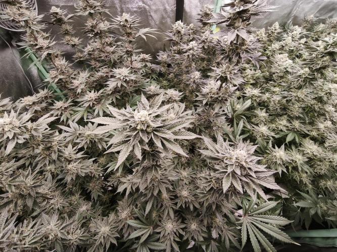 Gorilla, Punch Pie, Radical Juice. Week 17 - bloom day 50
09.02.2026