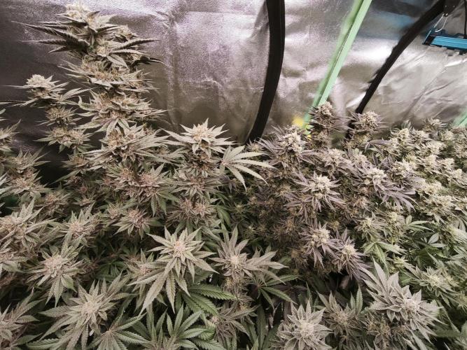 Gorilla, Punch Pie, Radical Juice. Week 17 - bloom day 50
09.02.2026