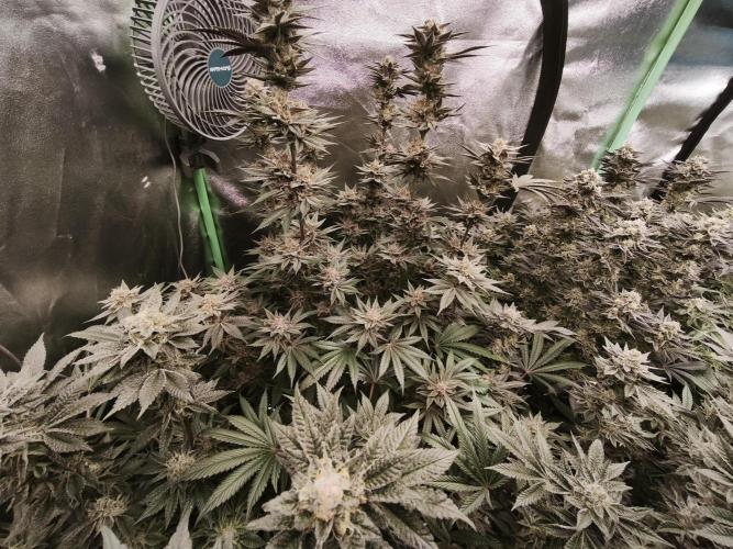 Gorilla, Punch Pie, Radical Juice. Week 17 - bloom day 50
09.02.2026