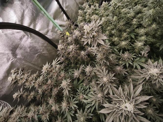 Gorilla, Punch Pie, Radical Juice. Week 17 - bloom day 50
09.02.2026