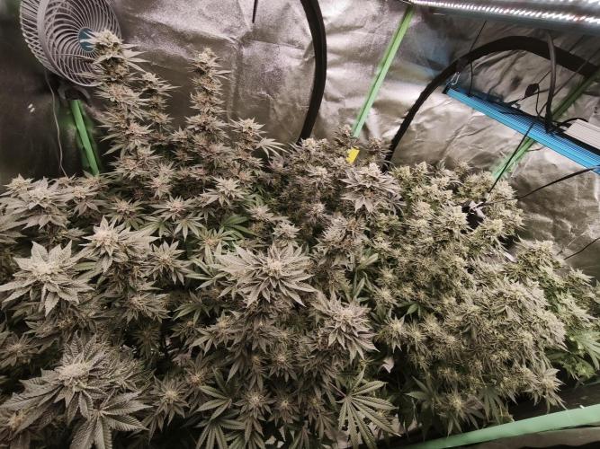 Gorilla, Punch Pie, Radical Juice. Week 17 - bloom day 50
09.02.2026