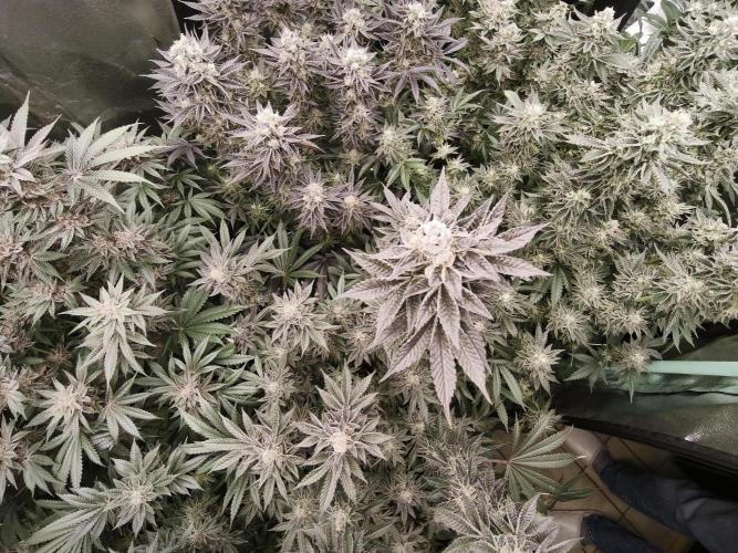 Gorilla, Punch Pie, Radical Juice. Week 17 - bloom day 50
09.02.2026