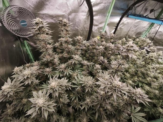 Gorilla, Punch Pie, Radical Juice. Week 17 - bloom day 50
09.02.2026