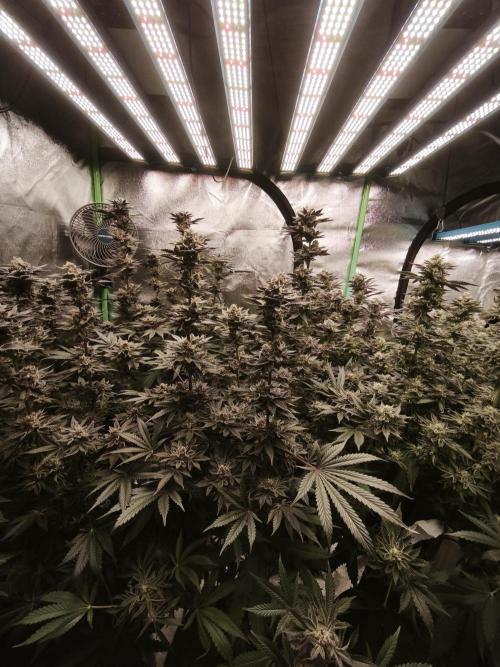 Gorilla, Punch Pie, Radical Juice. Week 17 - bloom day 50
09.02.2026