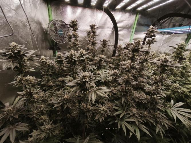 Gorilla, Punch Pie, Radical Juice. Week 17 - bloom day 50
09.02.2026