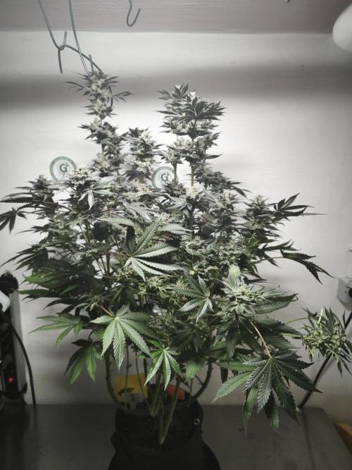 Gorilla, Punch Pie, Radical Juice. Week 18 - 12.02.2026
Plant #3
bloom day 54

