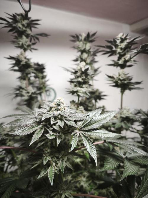 Gorilla, Punch Pie, Radical Juice. Week 18 - 12.02.2026
Plant #3
bloom day 54