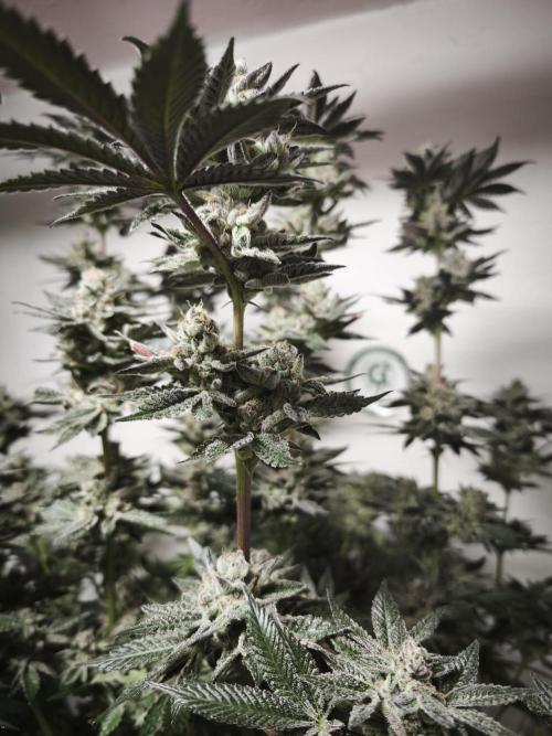 Gorilla, Punch Pie, Radical Juice. Week 18 - 12.02.2026
Plant #3
bloom day 54