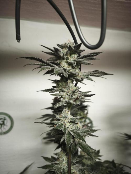 Gorilla, Punch Pie, Radical Juice. Week 18 - 12.02.2026
Plant #3
bloom day 54