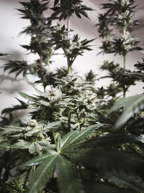 Gorilla, Punch Pie, Radical Juice. Week 18 - 12.02.2026
Plant #3
bloom day 54