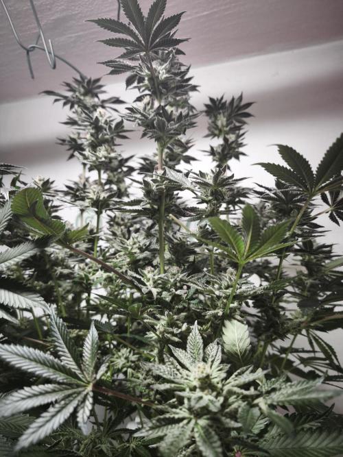 Gorilla, Punch Pie, Radical Juice. Week 18 - 12.02.2026
Plant #3
bloom day 54