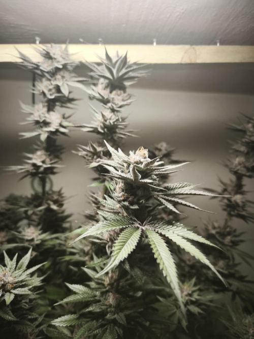 Gorilla, Punch Pie, Radical Juice. Week 18 - 12.02.2026
Plant #5
bloom day 54