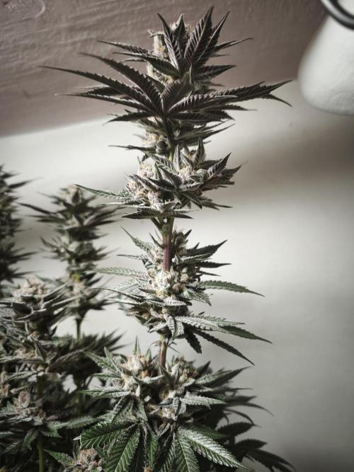 Gorilla, Punch Pie, Radical Juice. Week 18 - 12.02.2026
Plant #5
bloom day 54